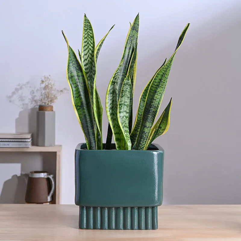 Ugaoo Sleepy Sprout Square Ceramic Planter - Green media 3