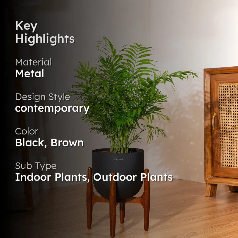 Kyari Areca Palm With Metal Self Watering Pot (Black) - 3 Feet media 2
