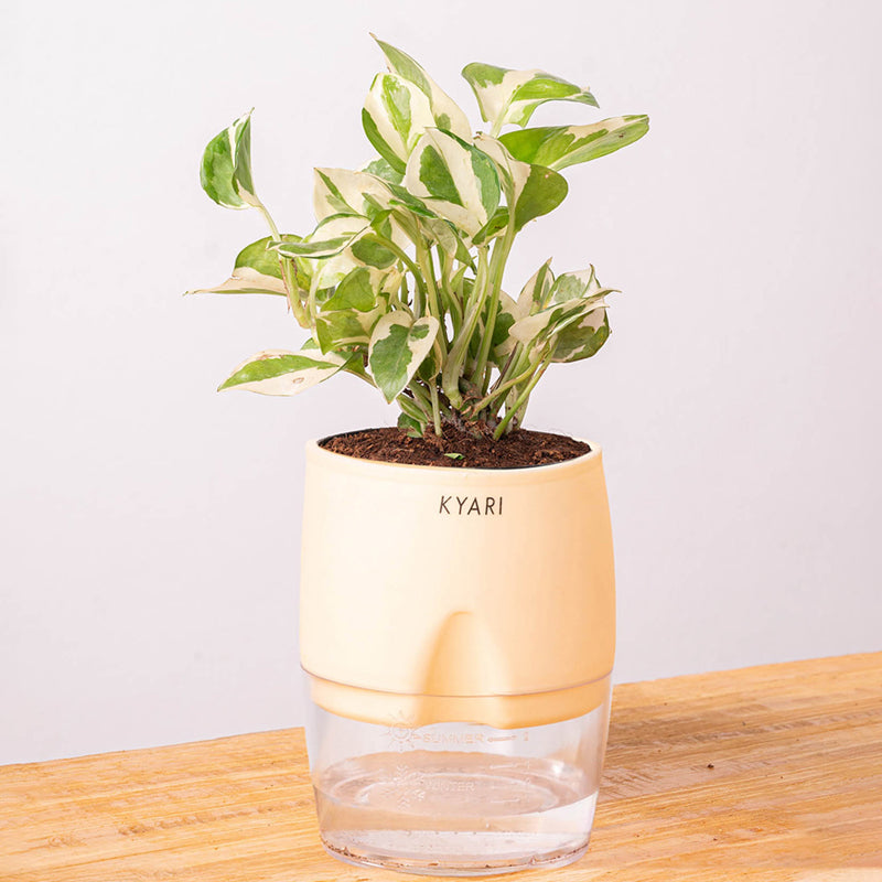 Kyari Money Plant With Self Watering Pot (Cream) - 18 cm media 6