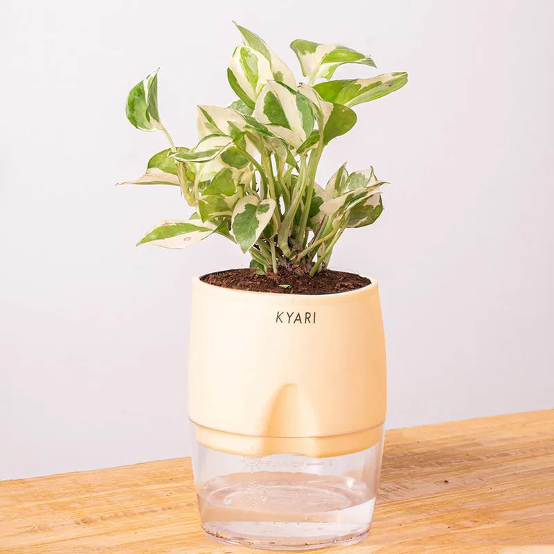 Kyari Money Plant With Self Watering Pot (Cream) - 18 cm media 6