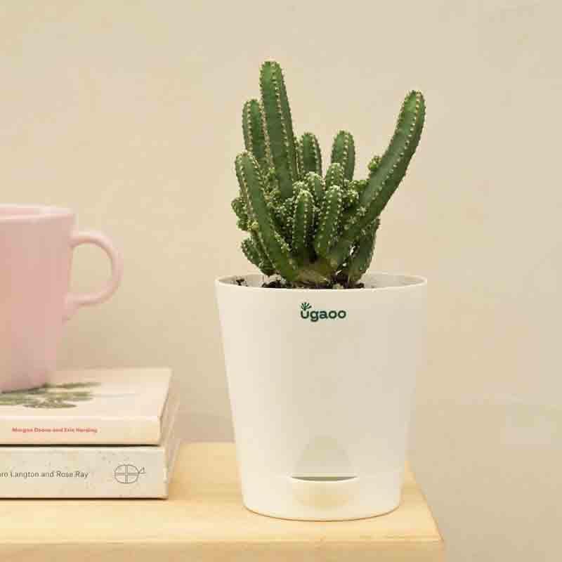 Ugaoo Cactus Plant - Elongated media 5