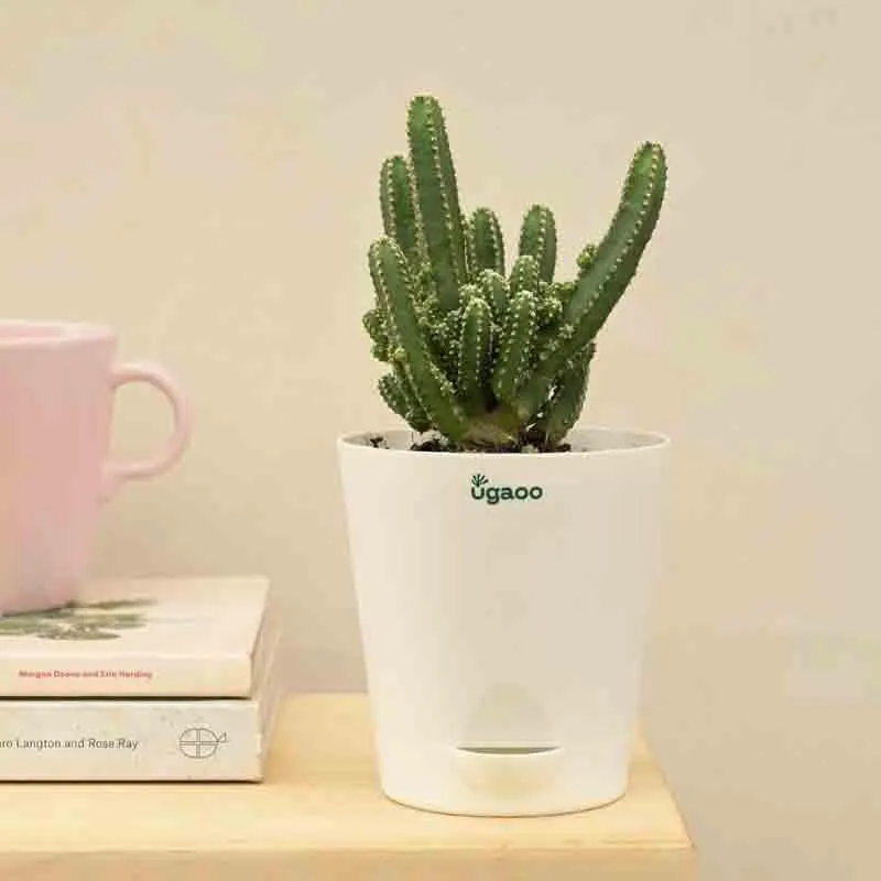 Ugaoo Cactus Plant - Elongated media 5