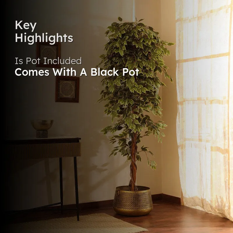 Artificial Variegated Ficus Plant With Black Plastic Pot - 7 ft media 2