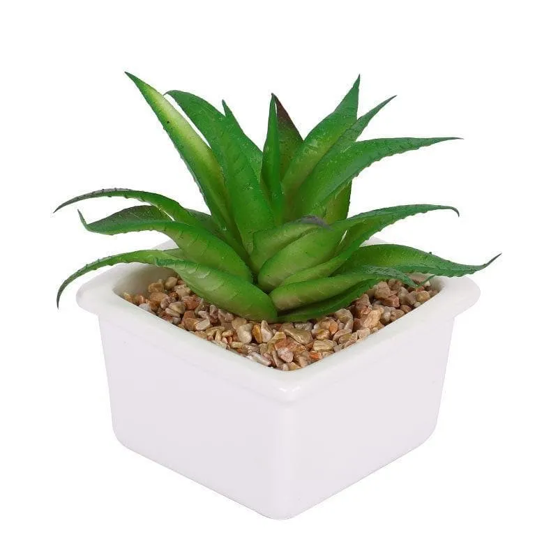 Faux Fasciated Haworthia In White Pot - 13 cms media 3