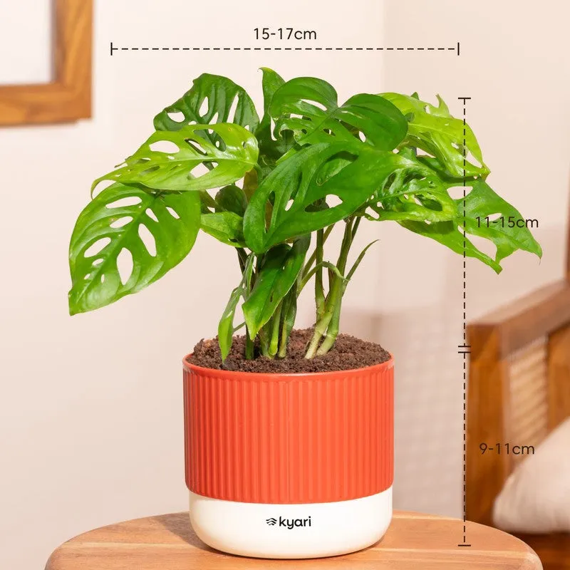 Kyari Broken Heart Plant with Self Watering Pot - Red media 7