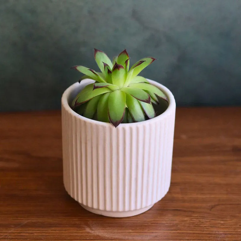 Ravia Aesthetic Planter Combo - Set Of Six media 7