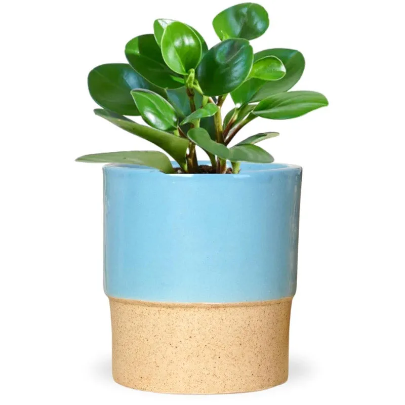 Abinsha Ceramic Pot - Blue media 5