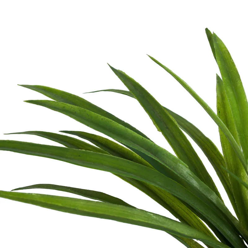 Artificial Dracaena Plant With Black Plastic Pot - 1 Feet media 4