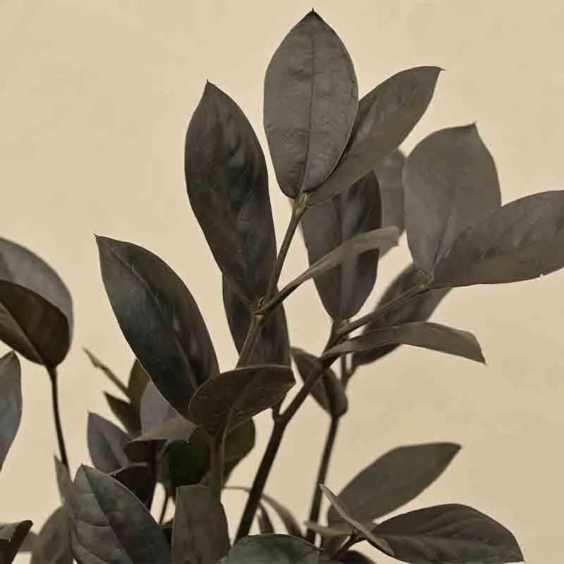 Ugaoo Zamia ZZ Black Plant media 6