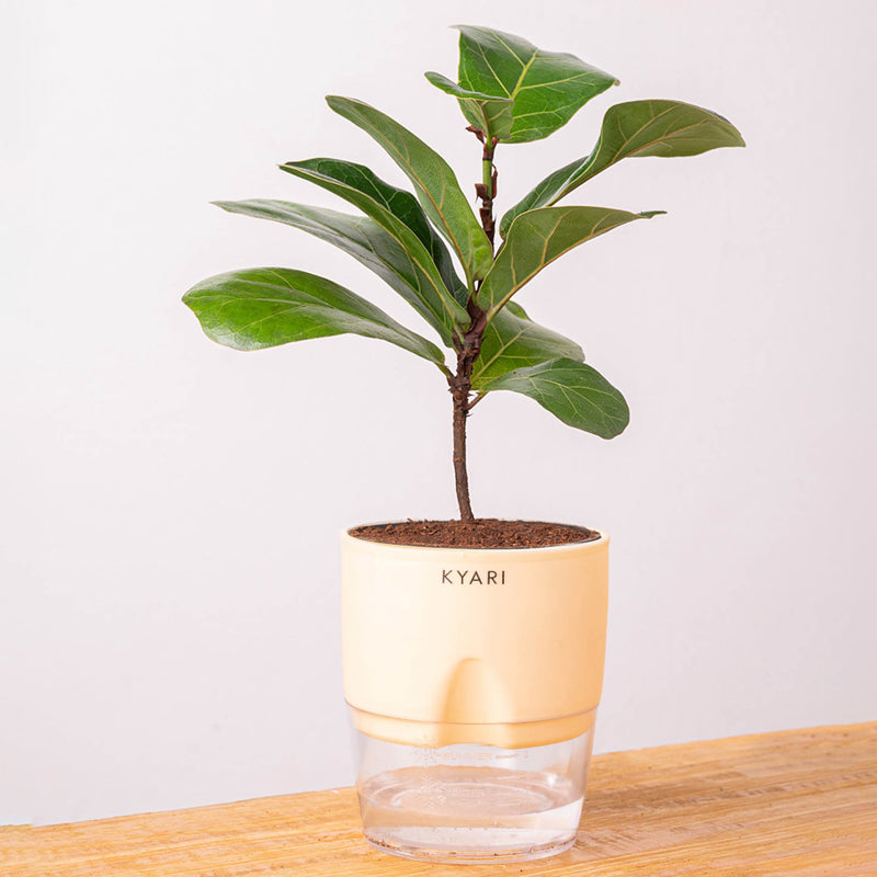 Kyari Fiddle Fig Plant With Self Watering Pot (Ivory) - 18 cm media 6