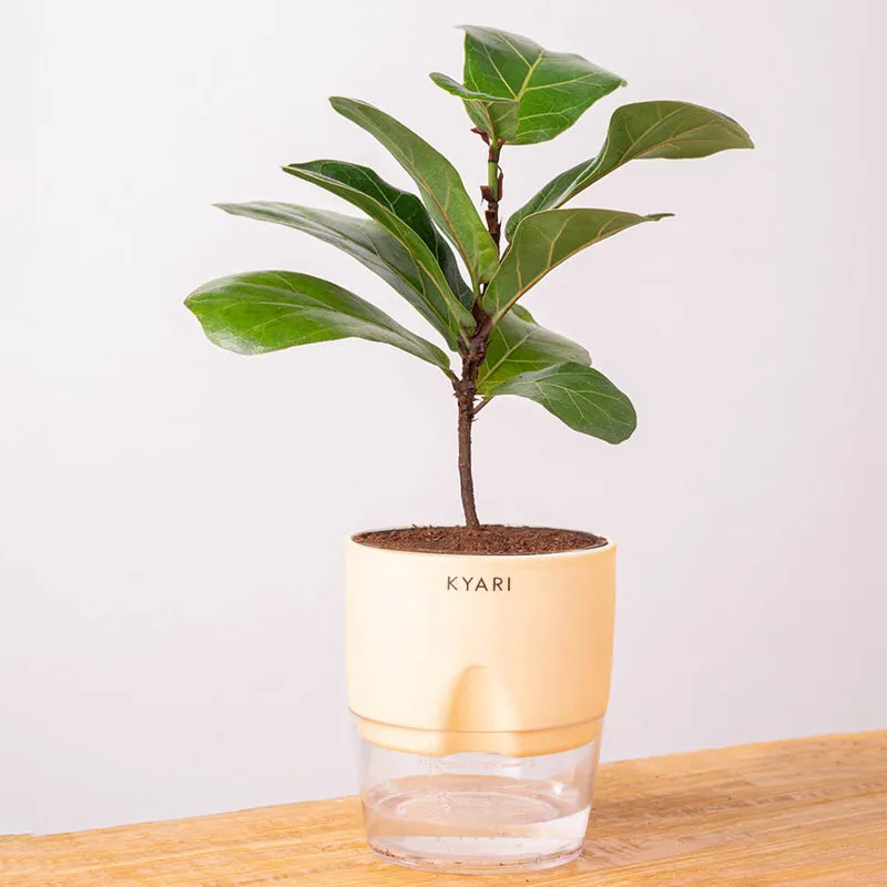 Kyari Fiddle Fig Plant With Self Watering Pot (Ivory) - 18 cm media 6