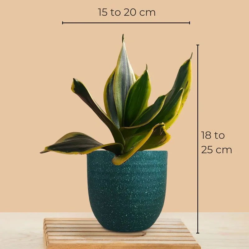 Greenkin Aglaonema Pink & Golden Snake Live Plants (Green) - Set Of Two media 10