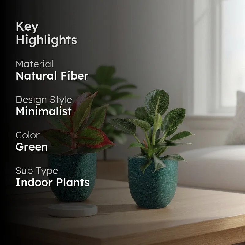 Greenkin Aglaonema Lipstick & Birkin Live Plants (Green) - Set Of Two media 2