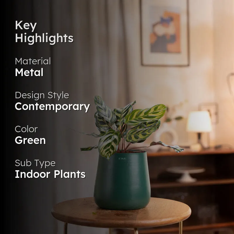 Kyari Peacock Plant With Metal Self Watering Pot - Green media 2