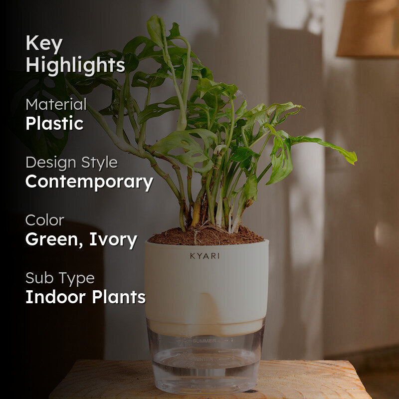 Kyari Philodendron/Broken Heart Plant With Self Watering Pot (Ivory) - 18 cm media 2