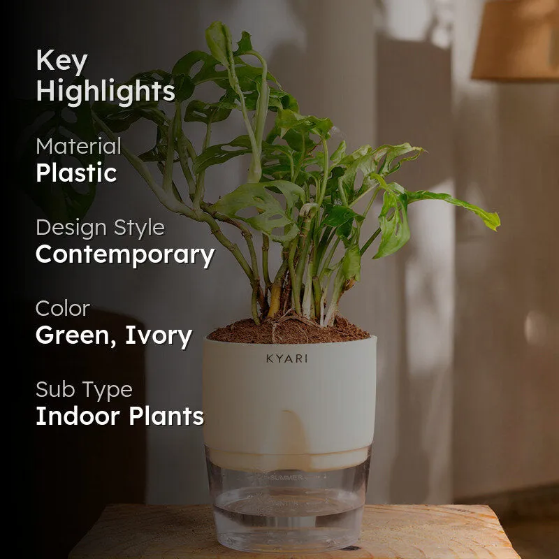 Kyari Philodendron/Broken Heart Plant With Self Watering Pot (Ivory) - 18 cm media 2