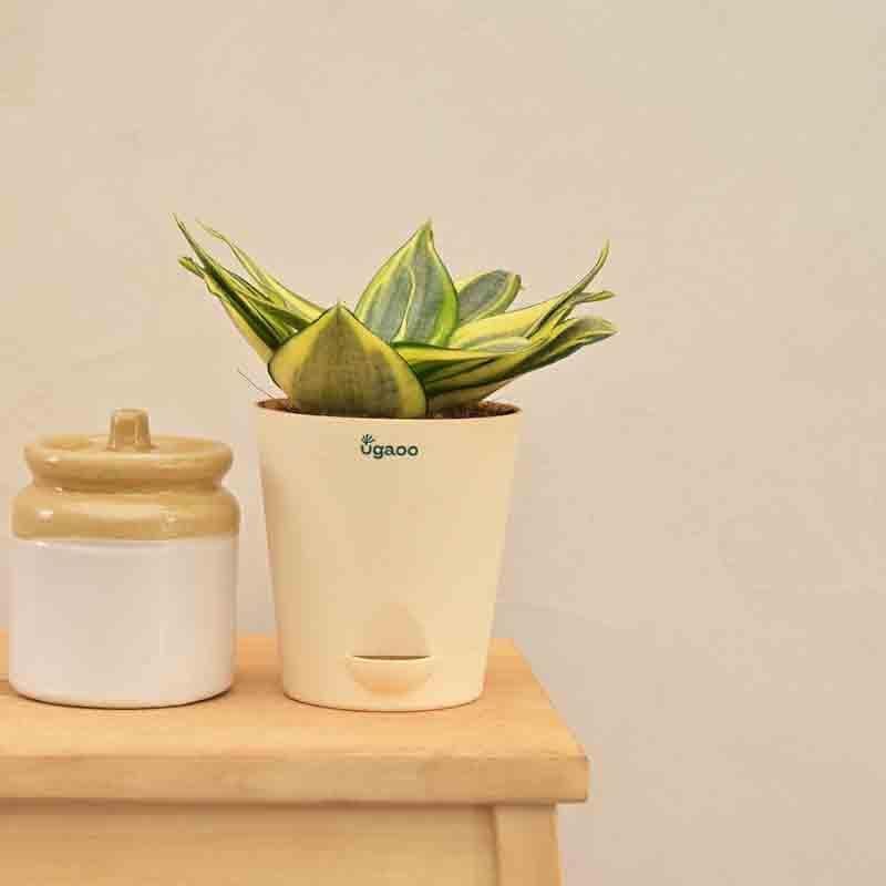 Ugaoo Snake Plant - Golden media 3