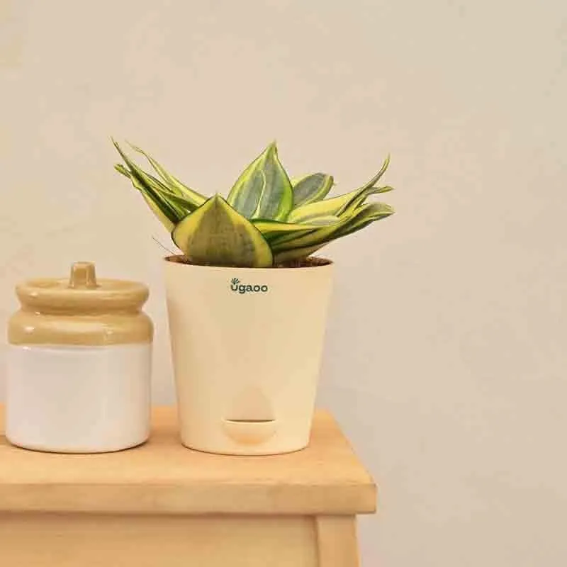 Ugaoo Snake Plant - Golden media 3