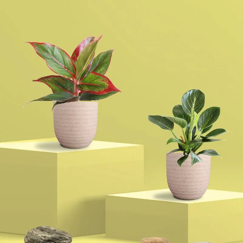 Greenkin Aglaonema Lipstick & Birkin Live Plants (Ivory) - Set Of Two media 3
