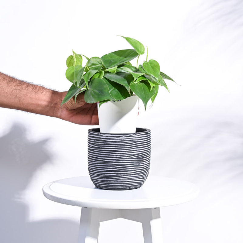 UGAOO Planter Ball Rib - Black media 5