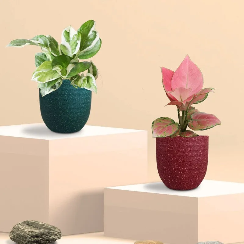 Greenkin Office Desk Live Plants - Set Of Two media 3