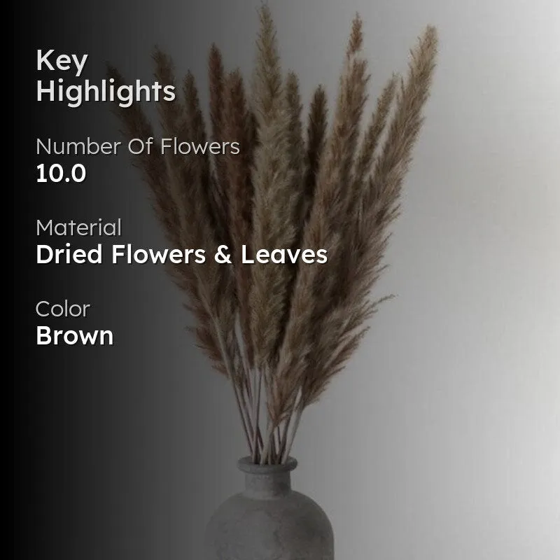 Mini Naturally Dried Pampas (Brown) - Set Of Ten media 2
