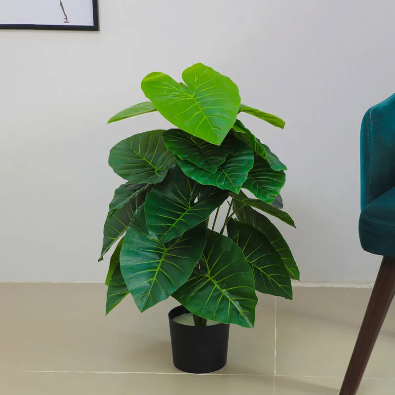 Leafend Artificial Rubber Plant With Black Plastic Pot - 2.6 Feet media 3