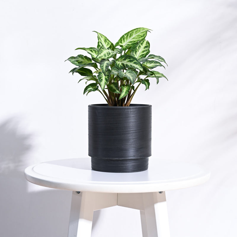 UGAOO Oslo Planter for Home & Balcony Garden- Black media 3