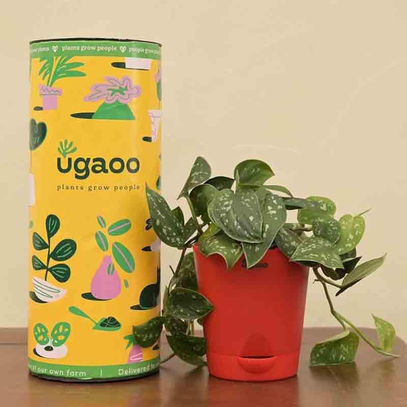 Live Plants