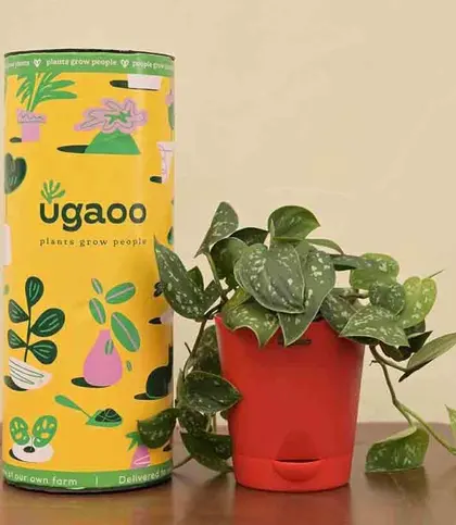 Live Plants