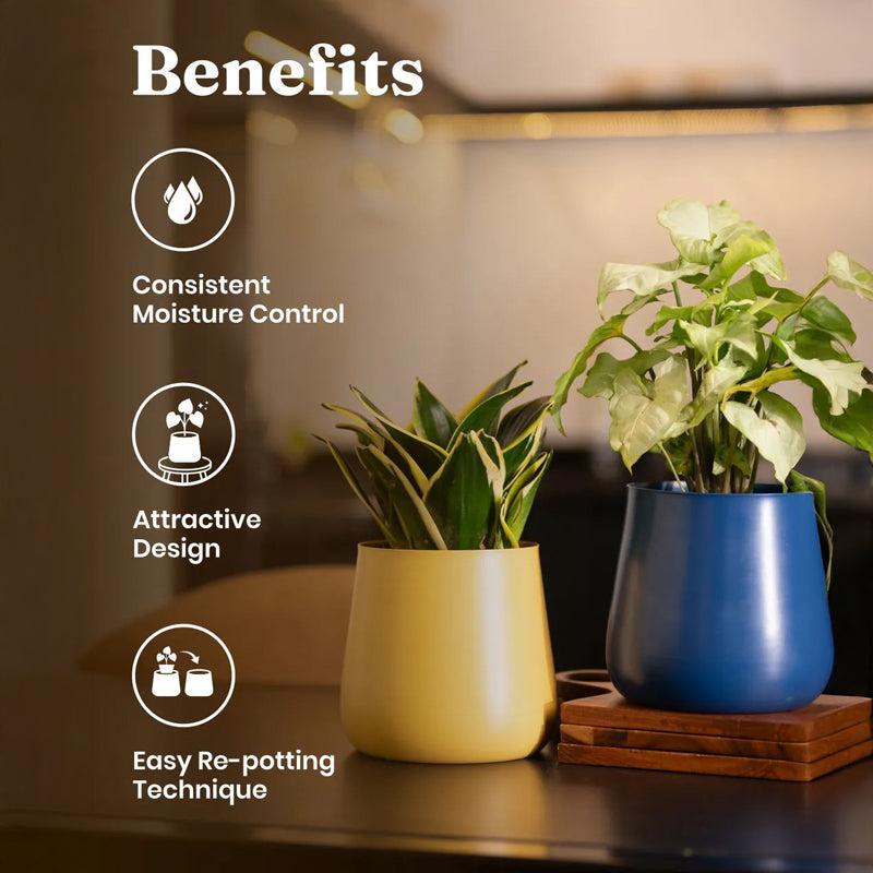 Kyari Abelard Lucky Jade Plant With Blue Metal Pot media 3