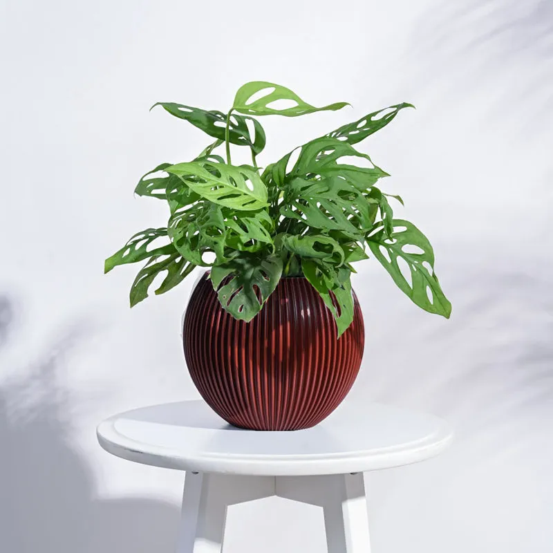 UGAOO Planter Vase Ball Groove - Merlot Red media 3