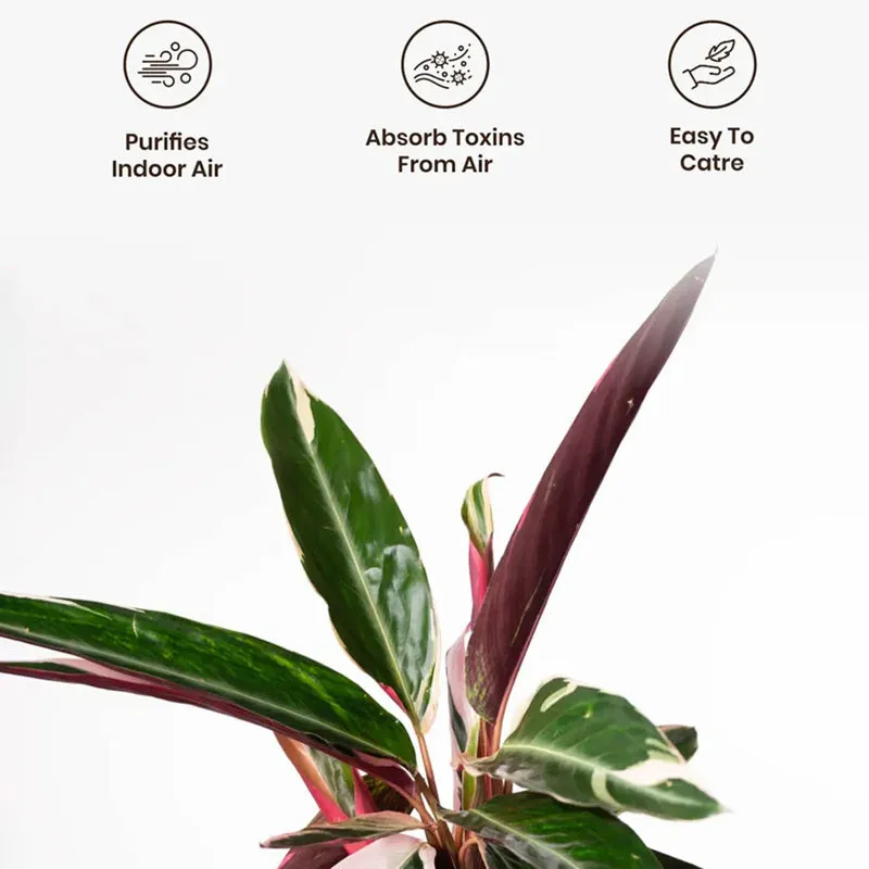 Kyari Calathea Plant With Self Watering Pot (Grey) - 18 cm media 4