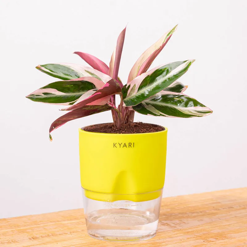 Kyari Calathea Plant With Self Watering Pot (Yellow) - 18 cm media 6