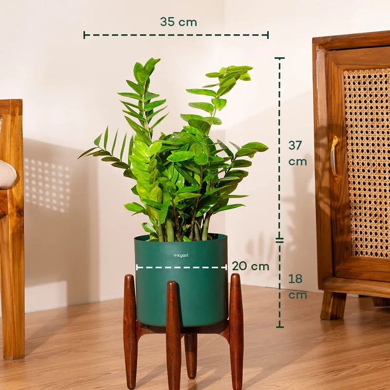 Kyari Green ZZ Plant With Metal Self Watering Pot (Green) - 2 Feet media 5