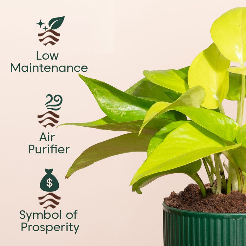 Kyari Golden Money Plant with Self Watering Pot - Green media 4