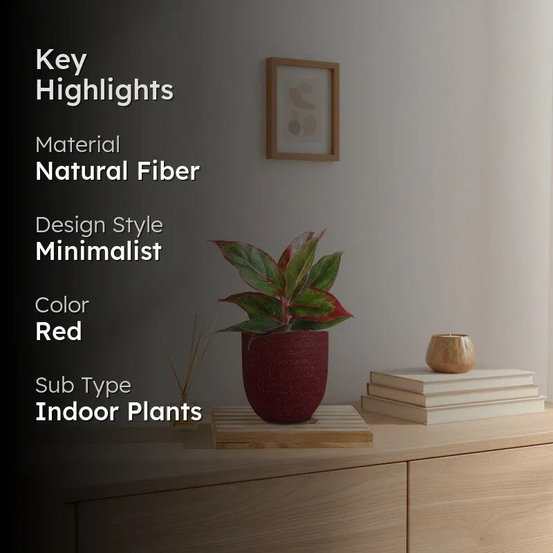Greenkin Aglaonema Red Lipstick Live Plant - Red media 2