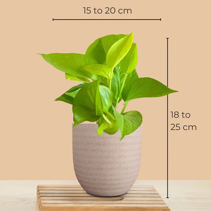 Greenkin Aglaonema Wishes & Golden Pothos Live Plants (Ivory) - Set Of Two media 11