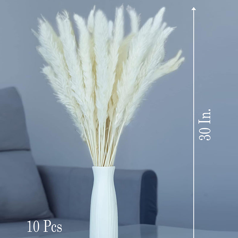 Wander Wisp Dried Pampas Stem (White) - Set Of Ten media 5