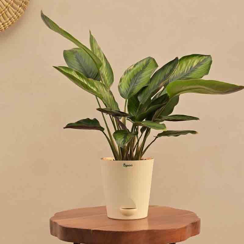 Live Plants