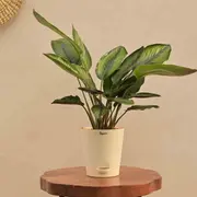 Indoor live plants category