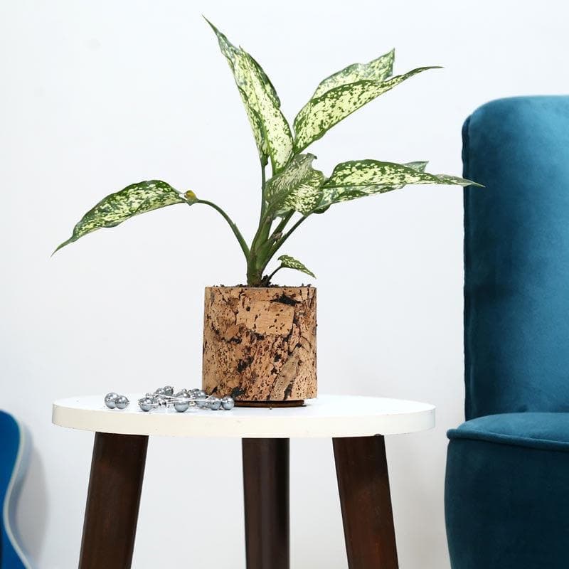 Natural Cork Oasis Planter media 3