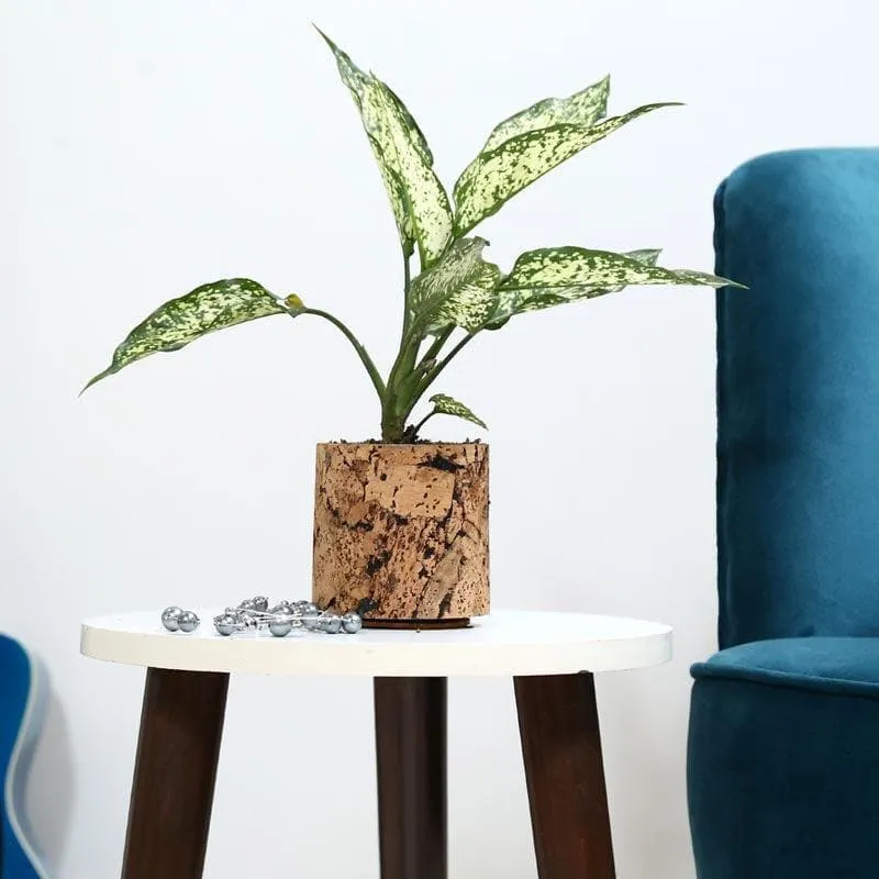 Natural Cork Oasis Planter media 3
