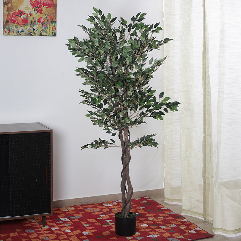 Faux Cape Ficus Plant With Black Plastic Pot - 5.25 ft media 3