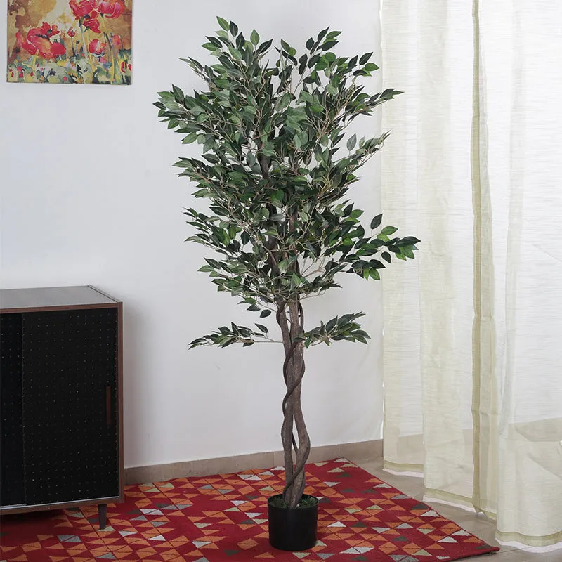 Faux Cape Ficus Plant With Black Plastic Pot - 5.25 ft media 3