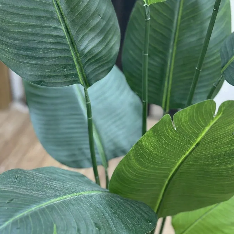 Virella Banana Leaf Palm Plant With Black Plastic Pot - 5.9 ft media 5
