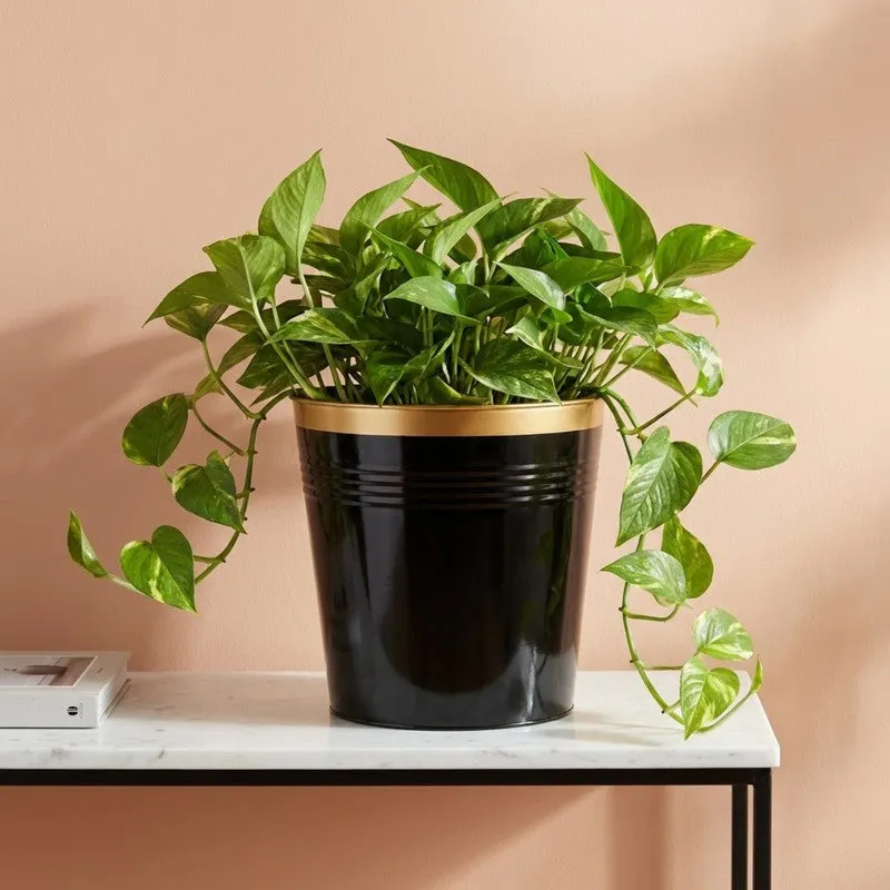 Leafora Iron Planter - Black media 4