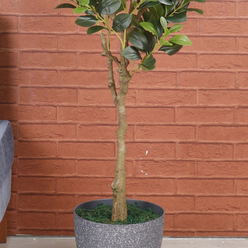Artificial Peperomia Plant Without Pot - 4.9 Feet media 4