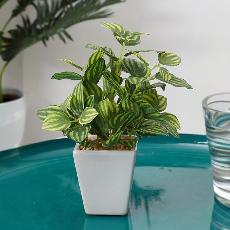 Wandering Jew Faux Bonsai (20 cms) - Striped Green media 2