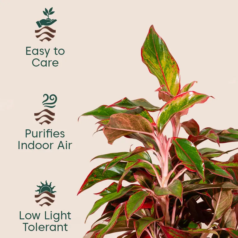 Kyari Agalonema Lipstick Plant With Metal Pot (Green) - 2 Feet media 3